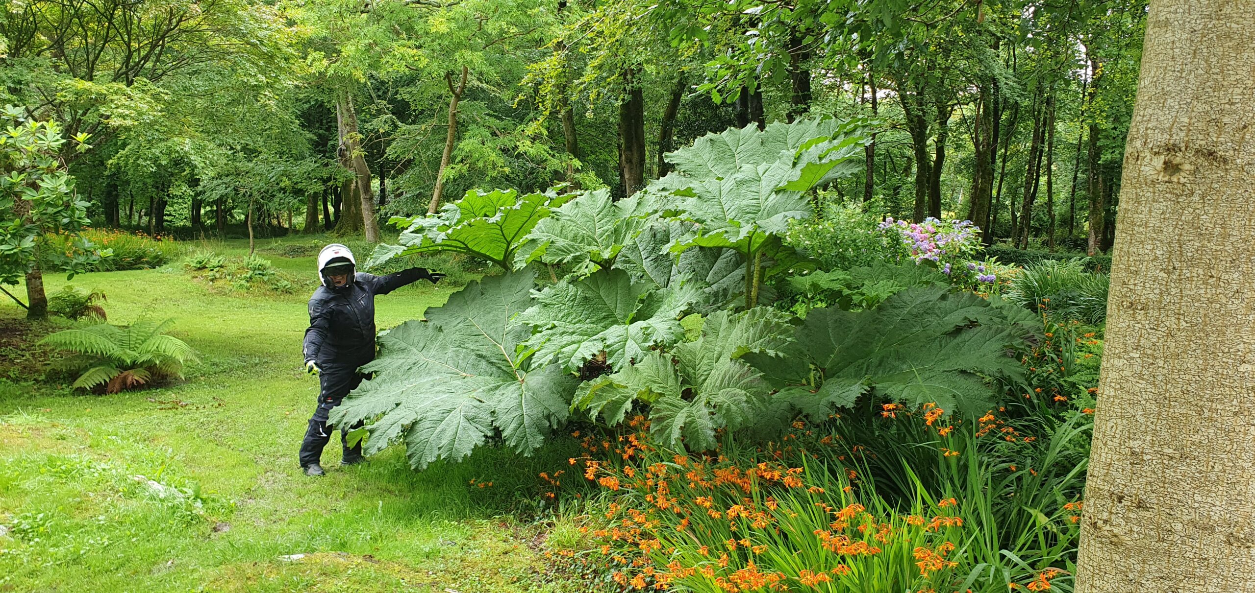 Les jardins de Derrynane House : un écrin de verdure entre océan et histoire - Irlande