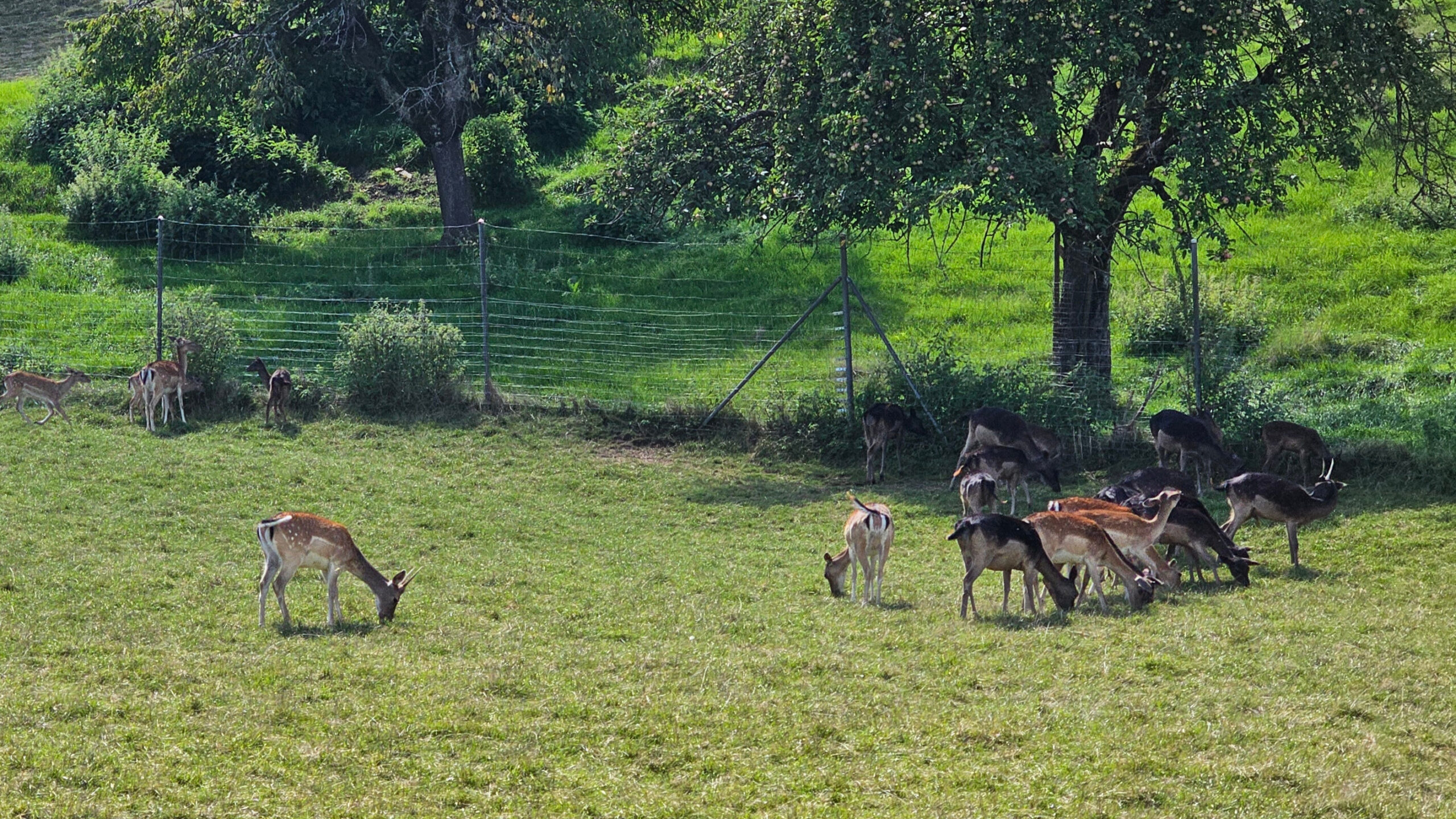 Photo d’un troupeau de biches observé depuis la route lors d’un roadtrip à moto.