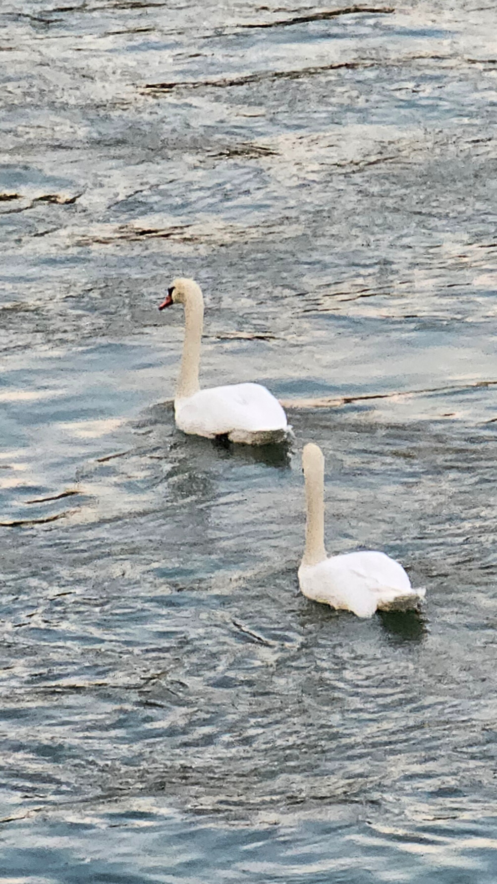 Deux cygnes glissent côte à côte sur la rivière Aar à Aarau, évoquant l’harmonie d’un couple en voyage.